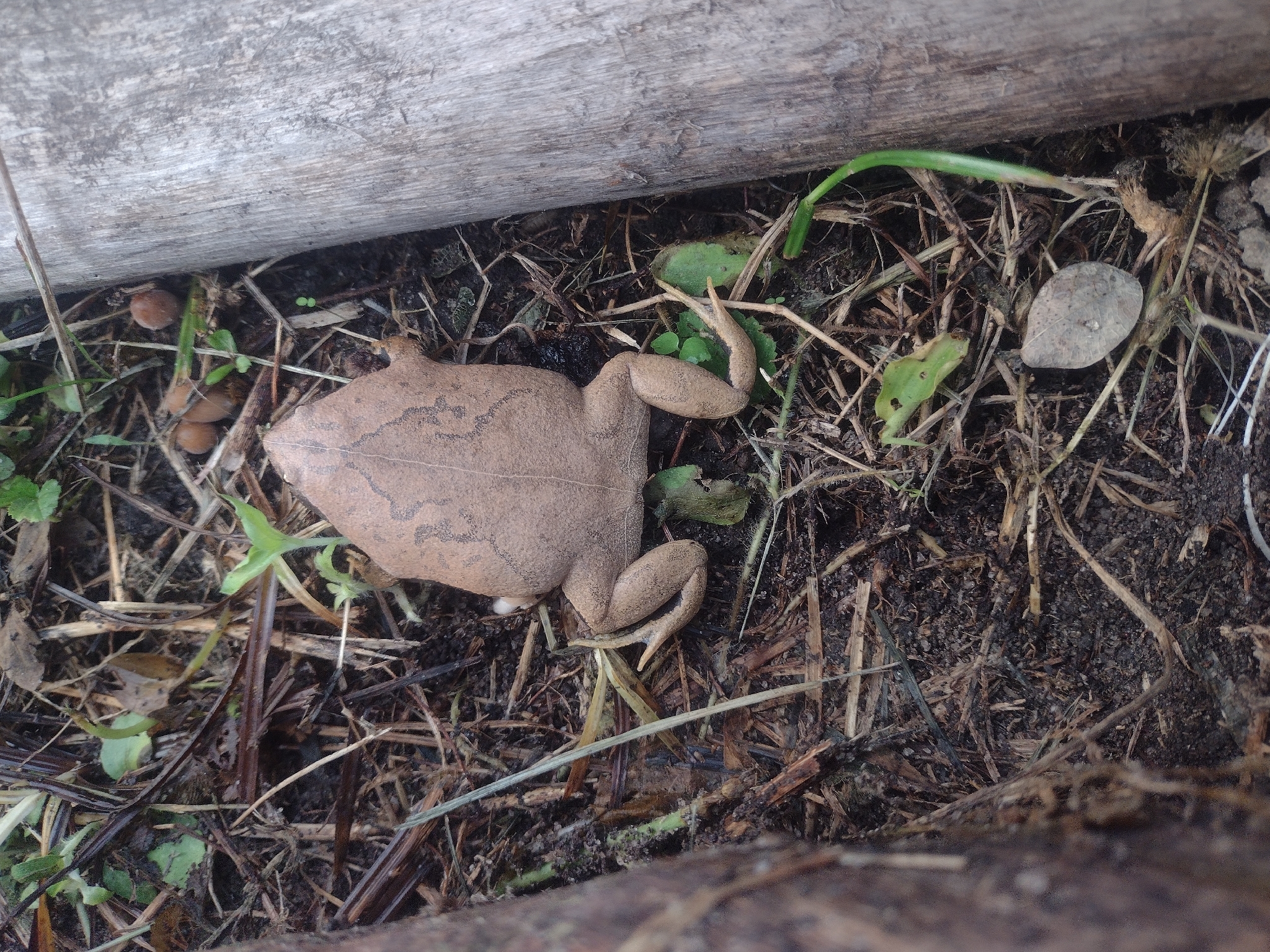 Parker's Brazilian Dumpy Frog photo 4