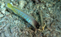 Gold-Specs Jawfish photo 5