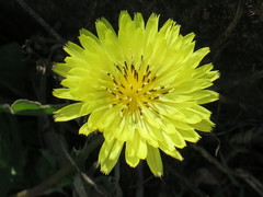 Pyrrhopappus grandiflorus
