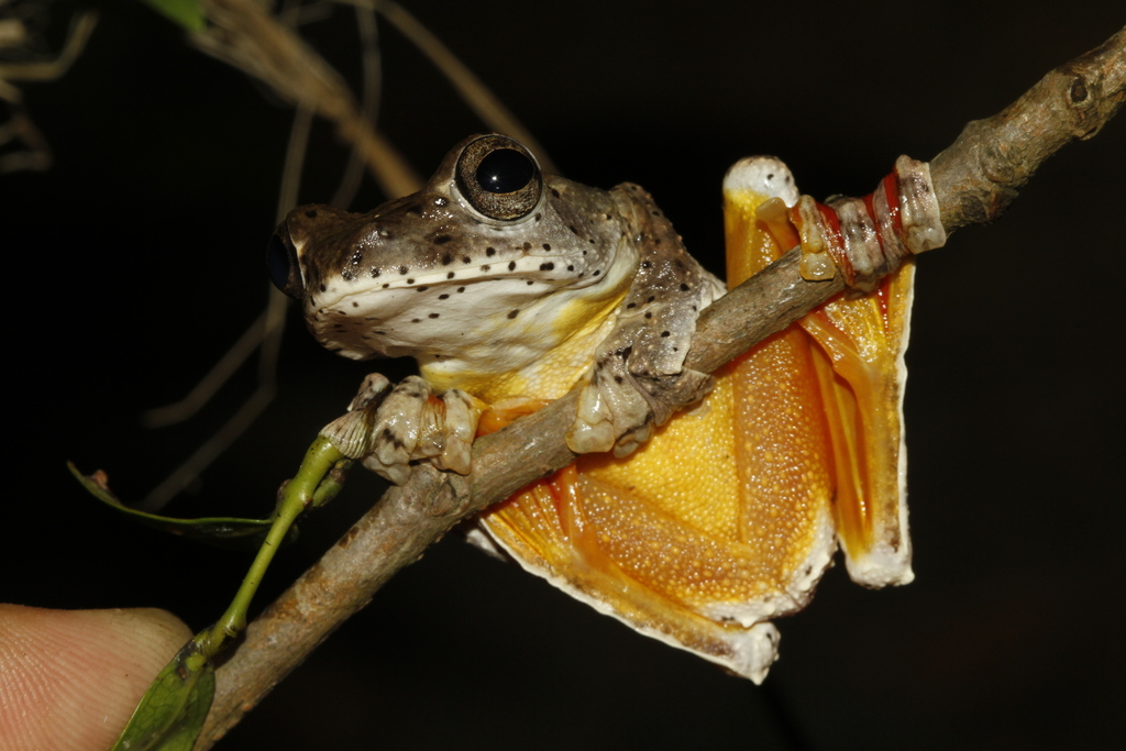Annam Flying Frog
