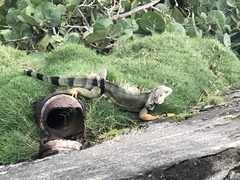 Iguana iguana