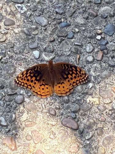 オオギンモンヒョウモン