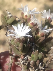 Trichodiadema attonsum