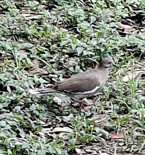White-winged Dove
