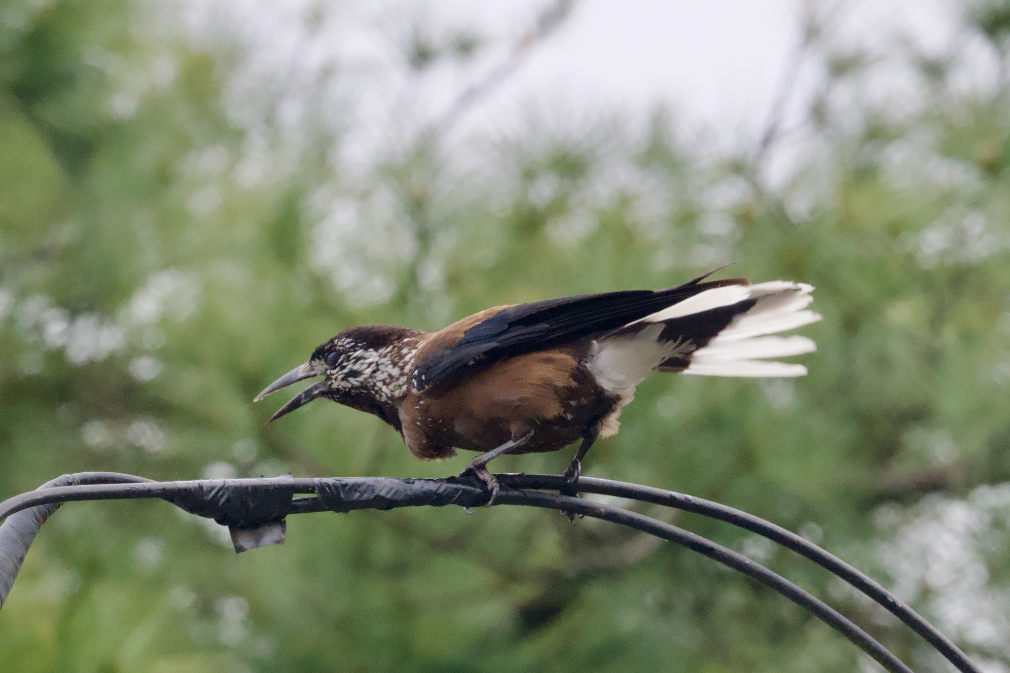 Southern Nutcracker (Nucifraga hemispila), photo 10