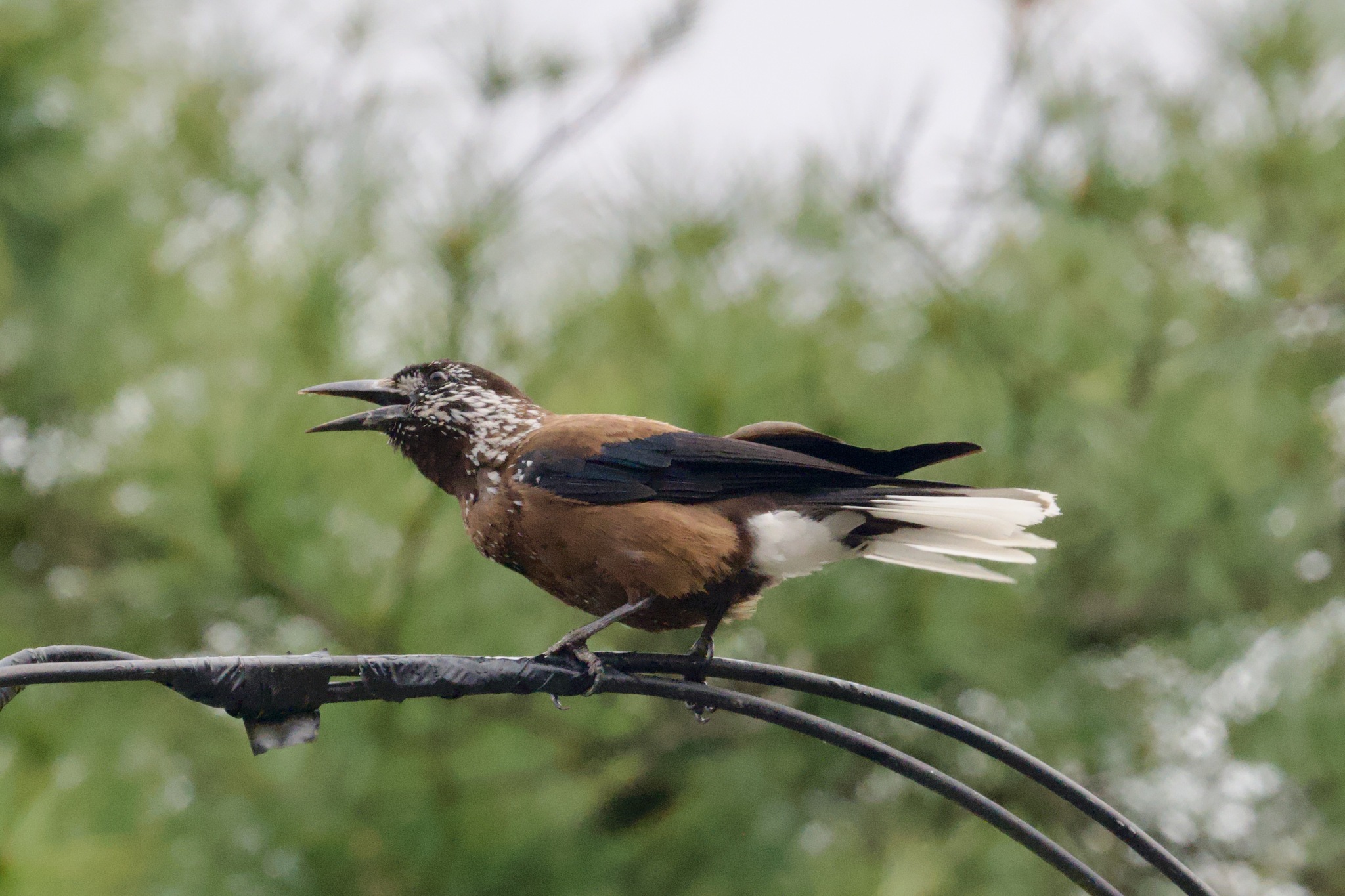 Southern Nutcracker (Nucifraga hemispila), photo 9