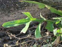 Pyrrhopappus grandiflorus