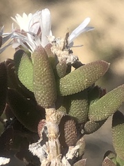 Trichodiadema attonsum