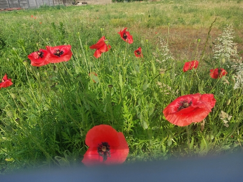 common poppy