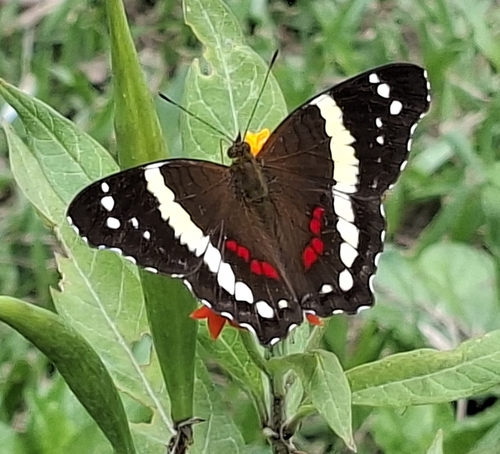Banded Peacock