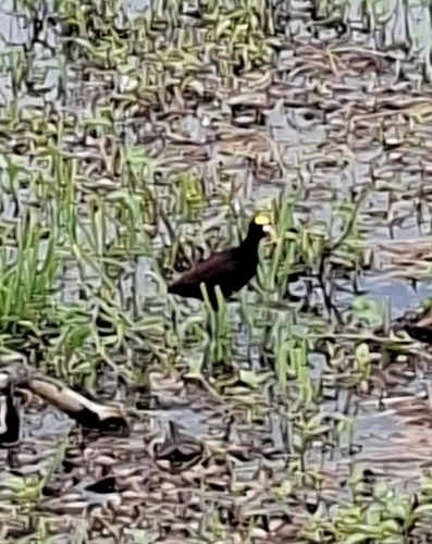 Northern Jacana