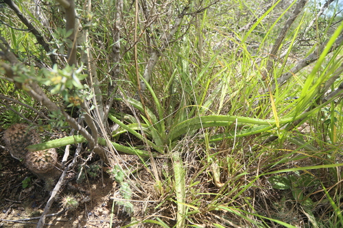 Agave longiflora
