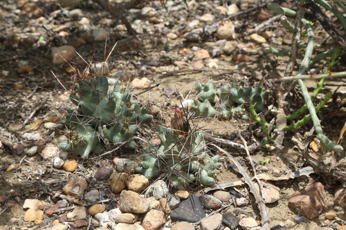 Pelecyphora macromeris
