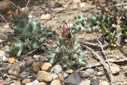 Pelecyphora macromeris