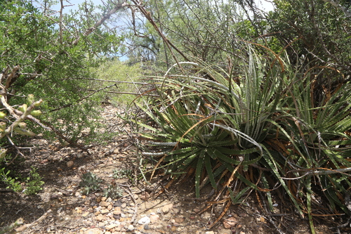 Hechtia glomerata, photograph 5