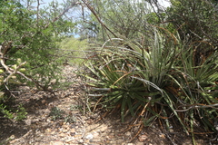 Hechtia glomerata, photograph (c) Reid Hardin, some rights reserved (CC BY)