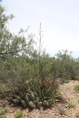 Hechtia glomerata, photograph (c) Reid Hardin, some rights reserved (CC BY)