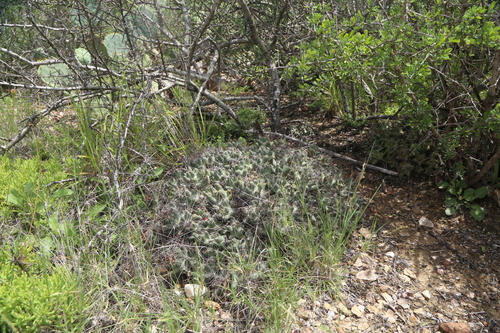 Pelecyphora macromeris