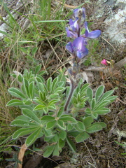 Lupinus bracteolaris