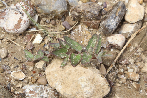 Asclepias prostrata