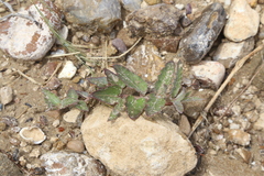 Asclepias prostrata