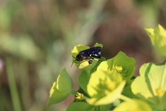 Tenthredo bifasciata