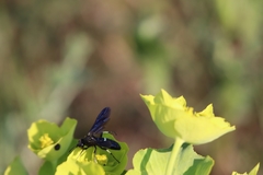 Tenthredo bifasciata