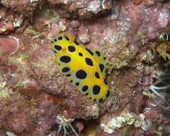 Phyllidia polkadotsa