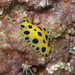 Polka-dotted Nudibranch - Photo (c) DavidR.808, some rights reserved (CC BY-NC), uploaded by David R