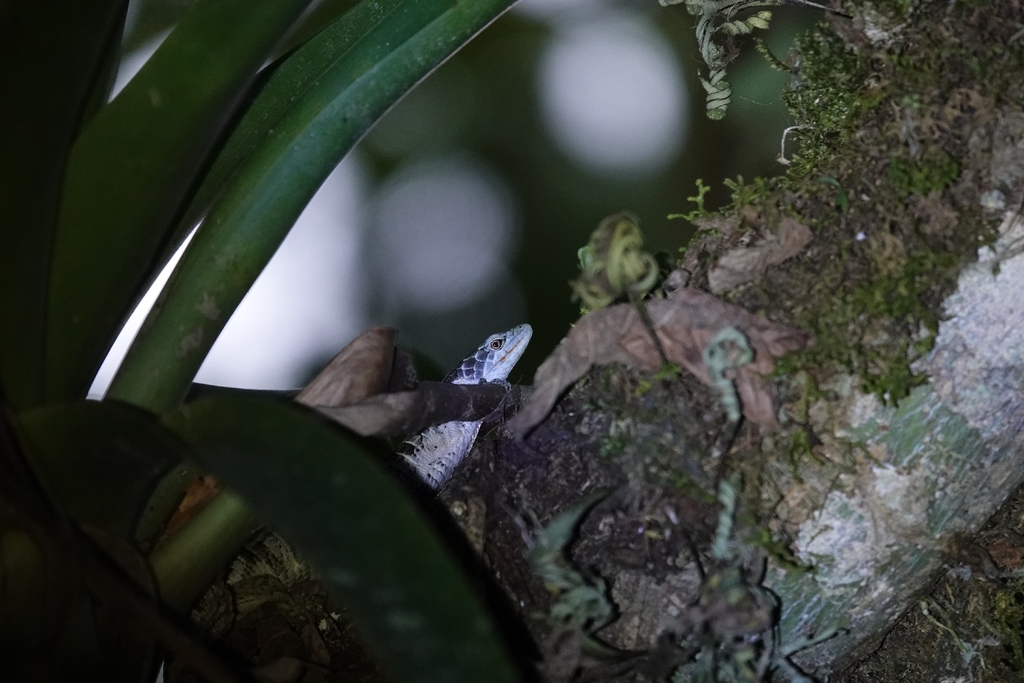 Cope's Arboreal Alligator Lizard