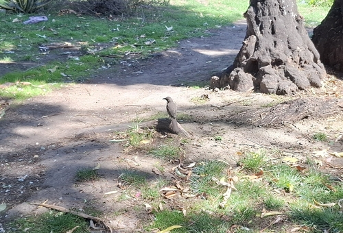 Curve-billed Thrasher