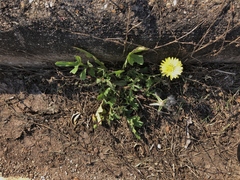 Pyrrhopappus grandiflorus