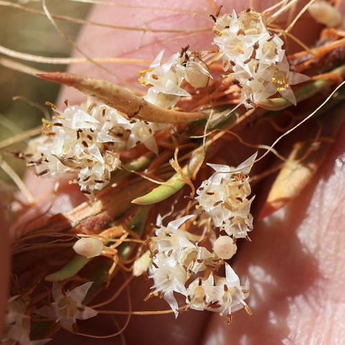 Cuscuta californica, photograph 5