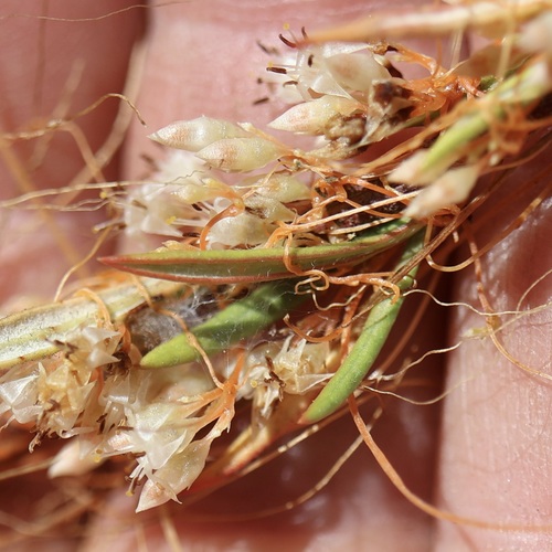 Cuscuta californica, photograph 6