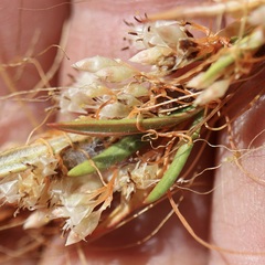 Cuscuta californica, photograph author not stated, no rights reserved