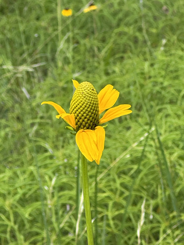 Rudbeckia texana, photograph 5