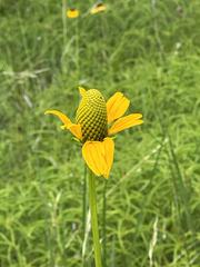 Rudbeckia texana, photograph author not stated, no rights reserved