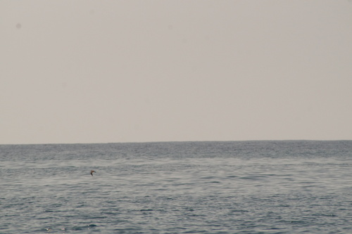 Black Storm Petrel (Hydrobates melania), photo 4