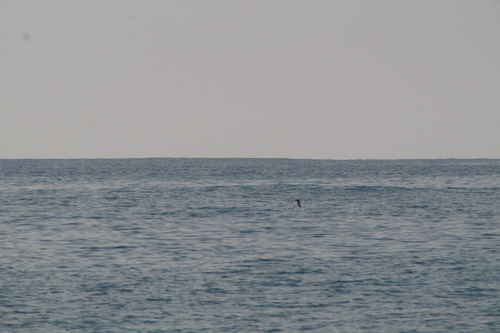 Black Storm Petrel (Hydrobates melania), photo 7