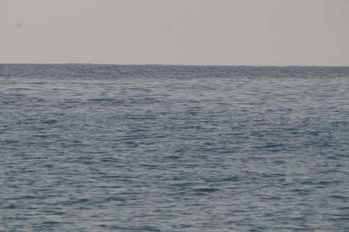 Black Storm Petrel (Hydrobates melania), photo 8