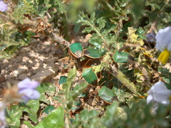 Edessa rufomarginata