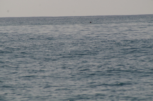 Black Storm Petrel (Hydrobates melania), photo 9
