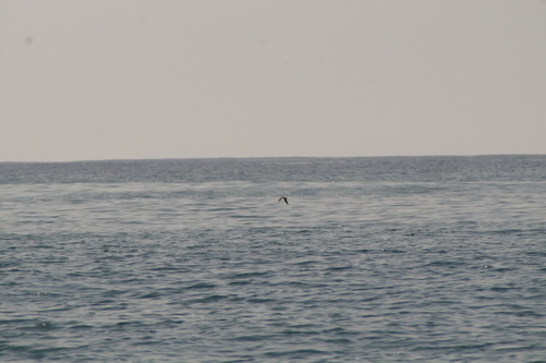 Black Storm Petrel (Hydrobates melania), photo 10