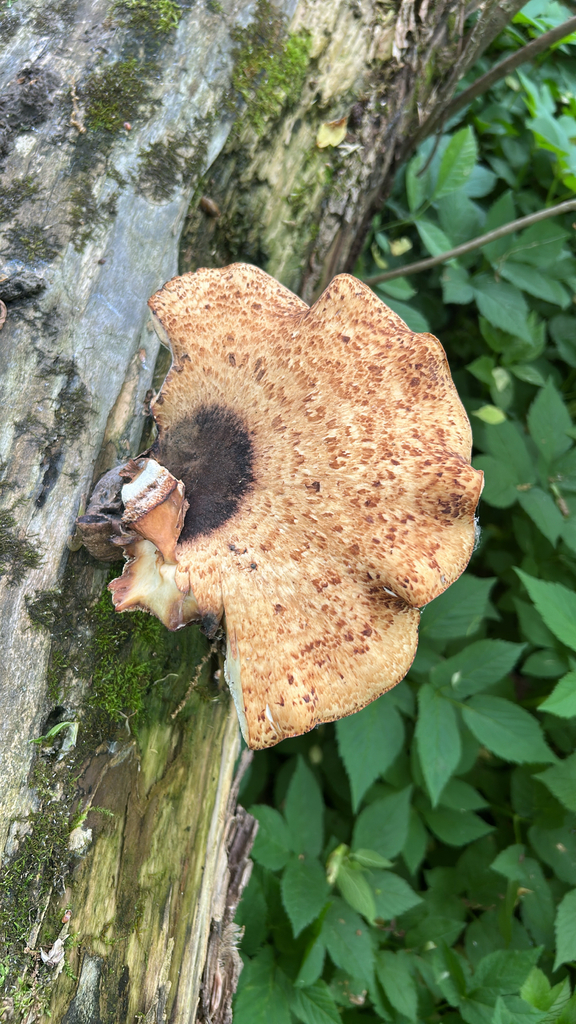 Dryad's Saddle · May 2026 · photo: Photo: (c) paulconstantino, some rights reserved (CC BY) · iNaturalist