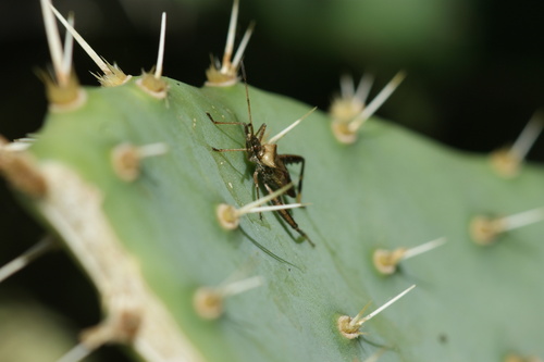 iNaturalist observation photo of Leaf-footed Cactus Bug