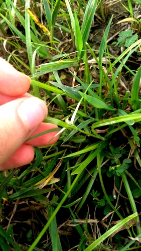 Rhynchospora nervosa, photograph 3