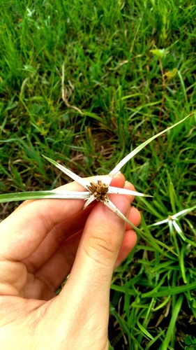Rhynchospora nervosa, photograph 4