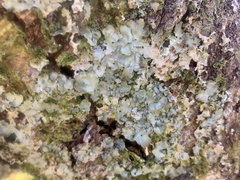 Ricasolia amplissima