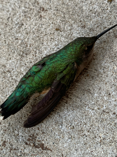 Ruby-throated Hummingbird