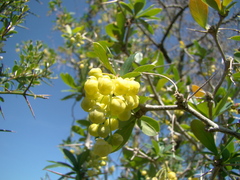 Berberis laurina